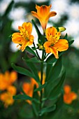 ALSTROEMERIA HAEMANTHA