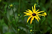 RUDBECKIA FULGIDA VAR. DEAMII