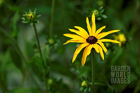 RUDBECKIA_FULGIDA_VAR_DEAMII