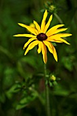 RUDBECKIA FULGIDA VAR. DEAMII