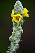 ASPHODELINE LUTEA