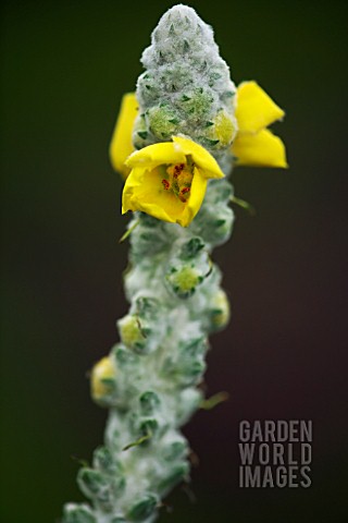 ASPHODELINE_LUTEA