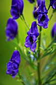 ACONITUM NAPELLUS VAR. ANGUSTIFOLIUM