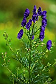 ACONITUM NAPELLUS VAR. ANGUSTIFOLIUM