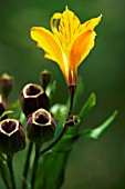 ALSTROEMERIA AURANTIACA