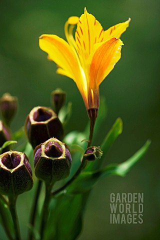 ALSTROEMERIA_AURANTIACA