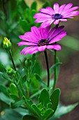 OSTEOSPERMUM ECKLONIS