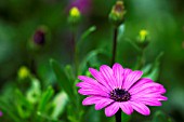 OSTEOSPERMUM ECKLONIS