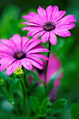 OSTEOSPERMUM ECKLONIS