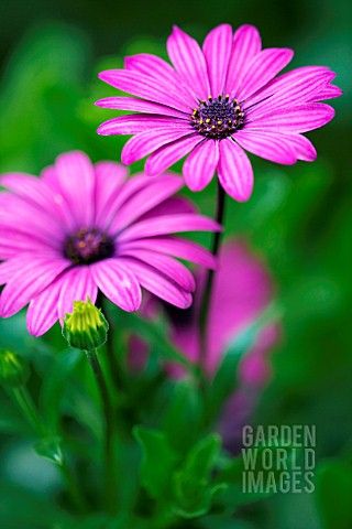 OSTEOSPERMUM_ECKLONIS