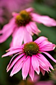 ECHINACEA PURPUREA