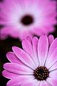 OSTEOSPERMUM ECKLONIS