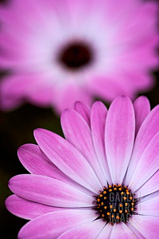 OSTEOSPERMUM_ECKLONIS