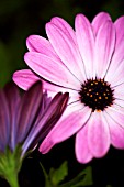 OSTEOSPERMUM ECKLONIS