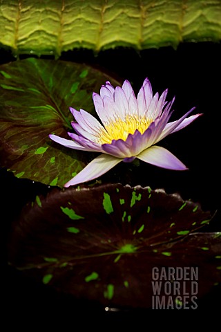 NYMPHAEA_AMBROSIA