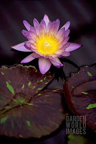 NYMPHAEA_AMBROSIA