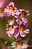 SCHIZANTHUS HOOKERI ANDYS WINGS