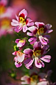 SCHIZANTHUS HOOKERI ANDYS WINGS