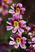 SCHIZANTHUS HOOKERI ANDYS WINGS