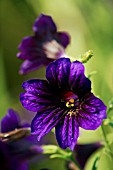 SALPIGLOSSIS SINUATA