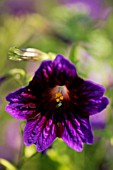 SALPIGLOSSIS SINUATA