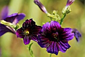 SALPIGLOSSIS SINUATA