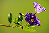 SOLANUM RANTONNETII ROYAL ROBE