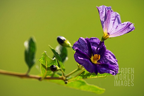 SOLANUM_RANTONNETII_ROYAL_ROBE