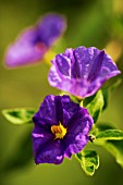 SOLANUM RANTONNETII ROYAL ROBE