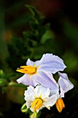 SOLANUM SISYMBRIIFOLIUM