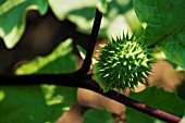 DATURA STRAMONIUM