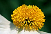 ROMNEYA COULTERI