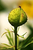 ROMNEYA COULTERI