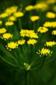 FOENICULUM VULGARE