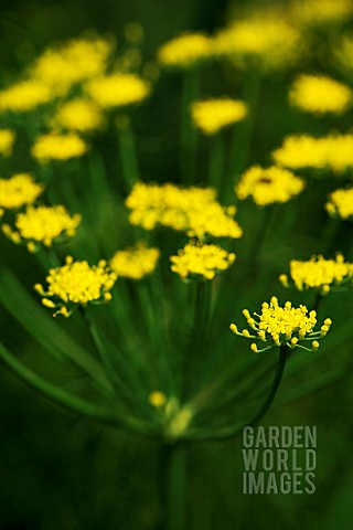 FOENICULUM_VULGARE