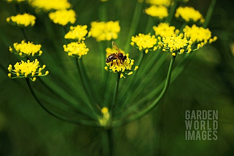 FOENICULUM_VULGARE