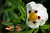 CISTUS X DANSEREAUI DECUMBENS