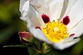 CISTUS X DANSEREAUI DECUMBENS