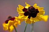 COREOPSIS TINCTORIA