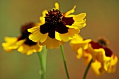 COREOPSIS TINCTORIA