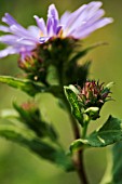 ANEMONE NEMOROSA ROBINSONIANA