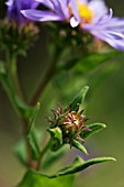 ANEMONE NEMOROSA ROBINSONIANA