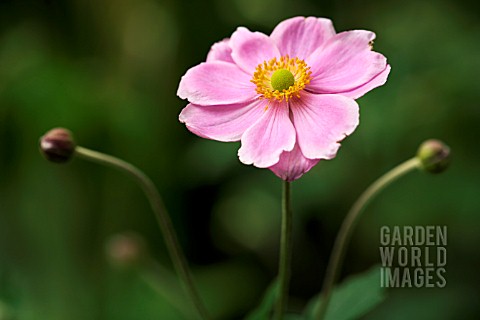 ANEMONE_HUPEHENSIS_VAR_JAPONICA