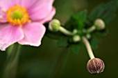 ANEMONE HUPEHENSIS VAR. JAPONICA