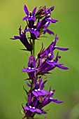 LOBELIA X GERARDII VEDRARIENSIS