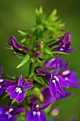 LOBELIA X GERARDII VEDRARIENSIS