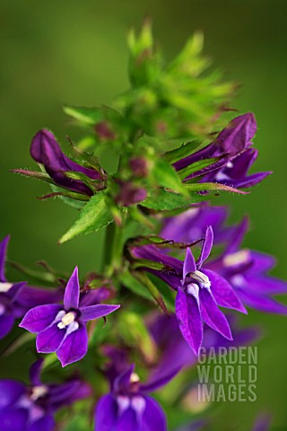 LOBELIA_X_GERARDII_VEDRARIENSIS