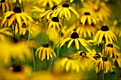 RUDBECKIA FULGIDA VAR. DEAMII