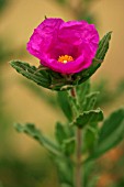 CISTUS X PULVERULENTUS SUNSET