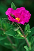 CISTUS X PULVERULENTUS SUNSET